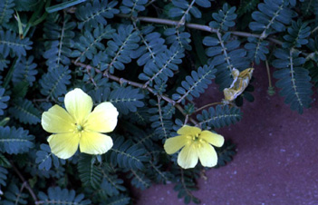 Tribulus Terrestris Extract