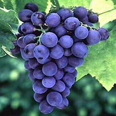 Grape seed Extract/Vitis vinifera Extract
