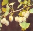 Ginkgo Biloba Leaf Extract/ Flavonoids, Total Terp