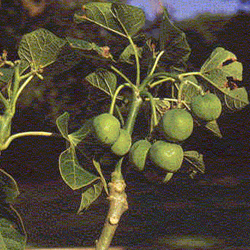 jatropha curcas seeds