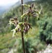 Silene otites P.E.