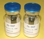 EGF(epidermal growth factor)
