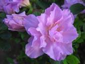 rhododendron simsii extract (sales6 at lgberry)