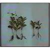schisandra chinensis extract (sales6 at lgberry )