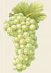 White grape Juice Concentrate