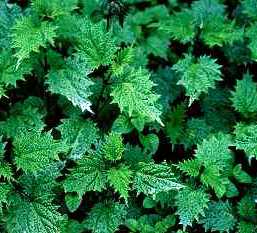3,4-divanillyltetrahydrofuran (Nettle Root Extrac