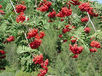 Sorbus Pohuashanensis P.E.