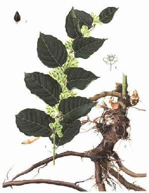 Macleaya cordata Extract