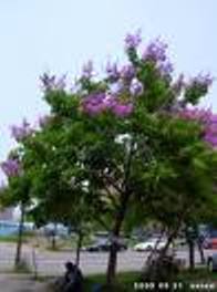 Banaba Leaf extract