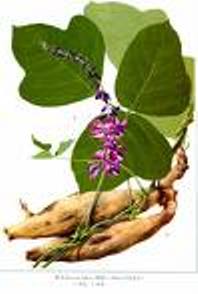 Kudzu root extract