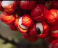 Guarana Extract