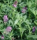 Alfalfa Extract Powder