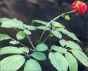 Ginseng Root Extract