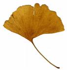 Ginkgo biloba extract
