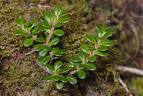 Bilberry Extract