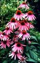 Echinacea Purpurea Extract