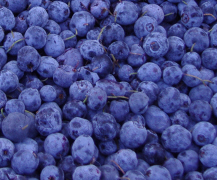 iqf wild blueberry (sales6 at lgberry)