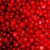 iqf wild lingonberry (sales6 at lgberry)