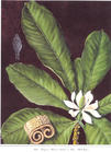 supply Magnolia Bark P.E.(Magnolol+Honokiol 90%HPL