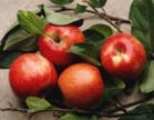 Apple Extract 60%-98%Phlorizin/30%-90%Polyphenols