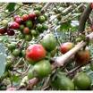 Green Caffee Bean Extract Chlorogenic Acid