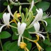 Honeysuckle flower extract 15%-90%chlorogenic acid