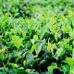 Green Tea P. E. 30% L- Theanine