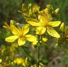 St. John's Wort Extract.Hypericins 0.3%1%UV.Hyperf
