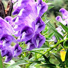 Scutellaria baicalensis Extract 95% baicalin