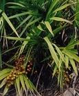 Saw Palmetto Oily-90% Fatty Acids