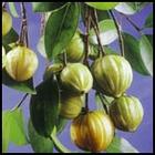 supply Garcinia Cambogia P.E. 60% HCA