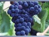 supply Grape skin Extract 5%-50%Resveratrol