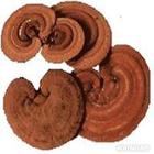 supply -- Reishi mushroom Extract 10%-65%Polysacch