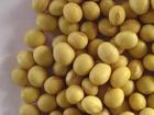 supply Soy bean Extract 40% Isoflavines