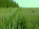 Wheat Grass Extract 20:1