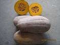 supply Pumpkin Seed Extract 10:1