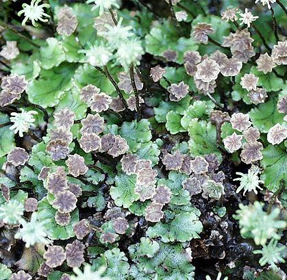 Marchantia Polymorpha P.E.