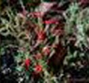 Cladonia Pleurota P.E.