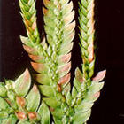 Huperzia Serrata P.E