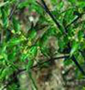 Parmelia Saxatilis P.E.