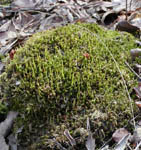 Plagiomnium Cuspidatum P.E.
