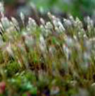 Polytrichum Commune P.E.