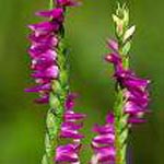 Spiranthes Sinensis P.E.