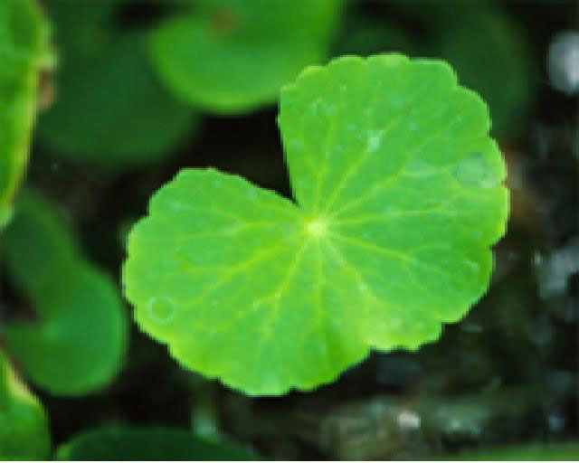 Centella Asiatica P.E