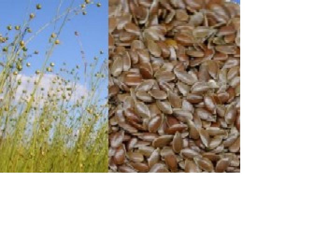 Flax Seed Extract