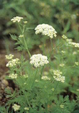 cnidium monnieri extract