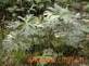 geranium wilfordii extract