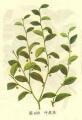 securinega suffruticosa extract