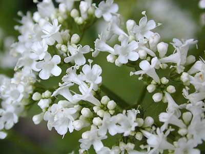 valerian extract