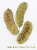 Senna Buds